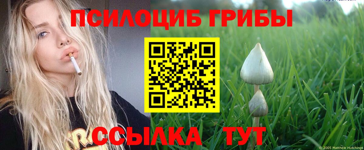 Псилоцибиновые грибы Psilocybe Борзя